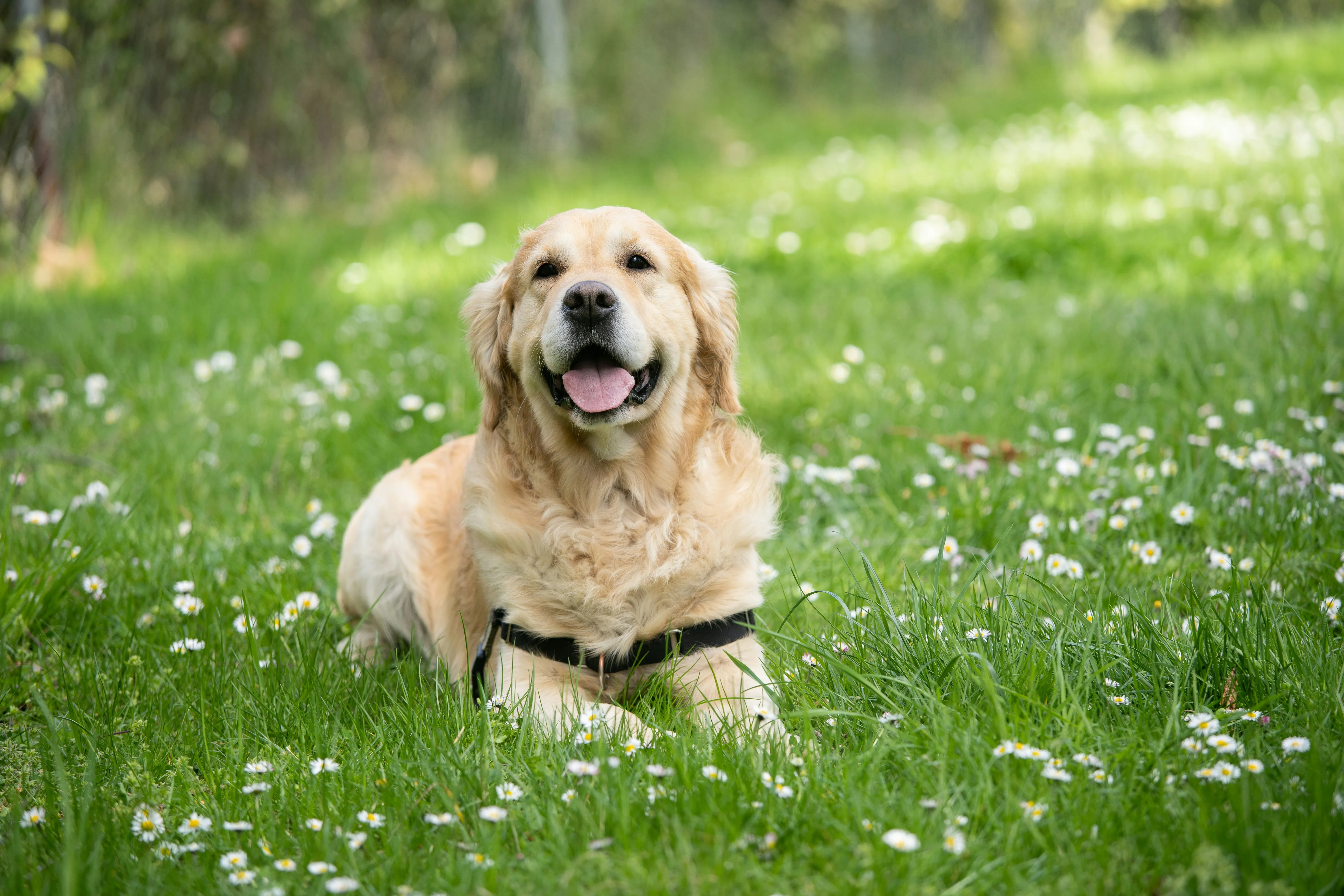 A dog lying down