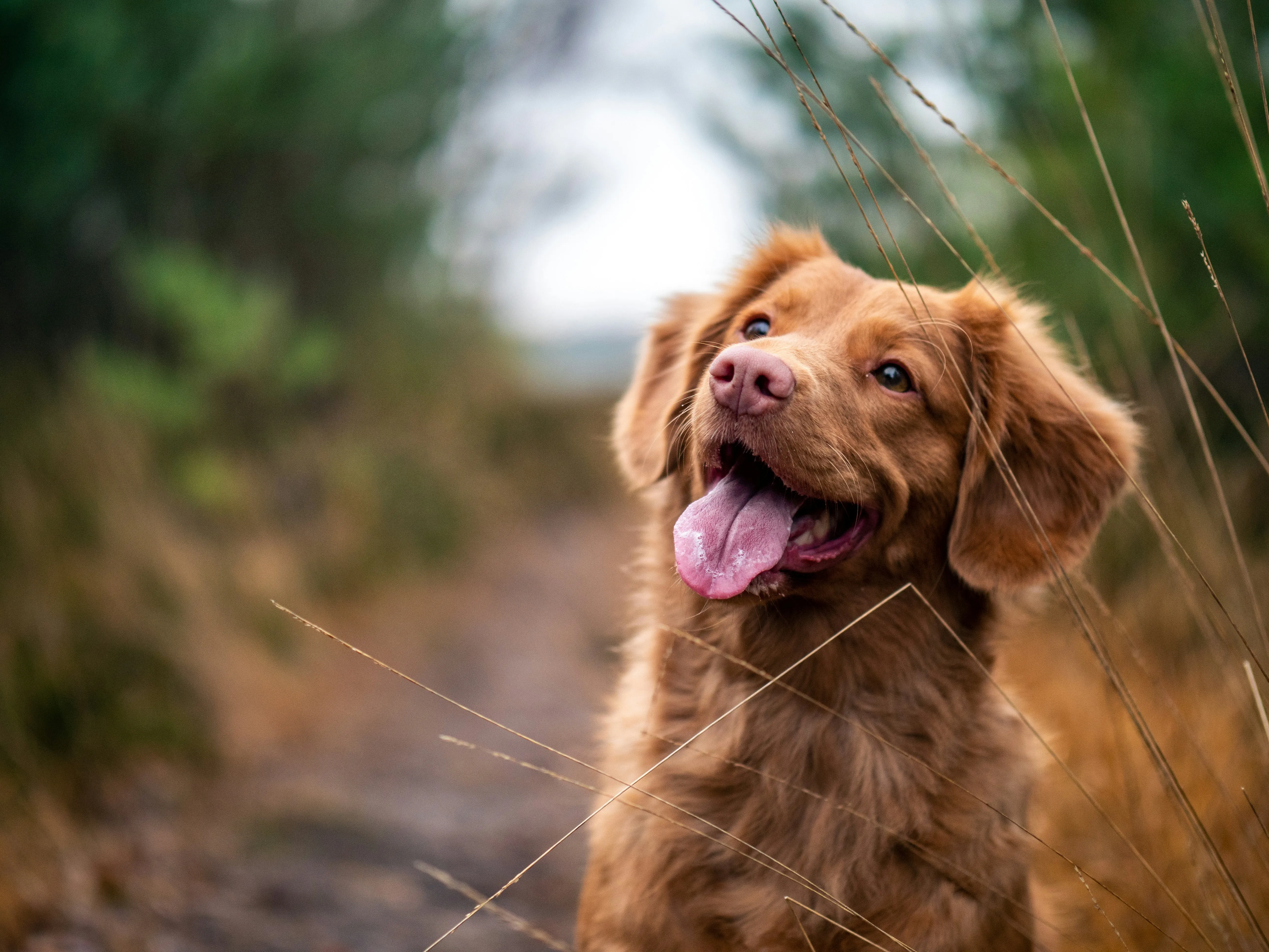 A dog smiling