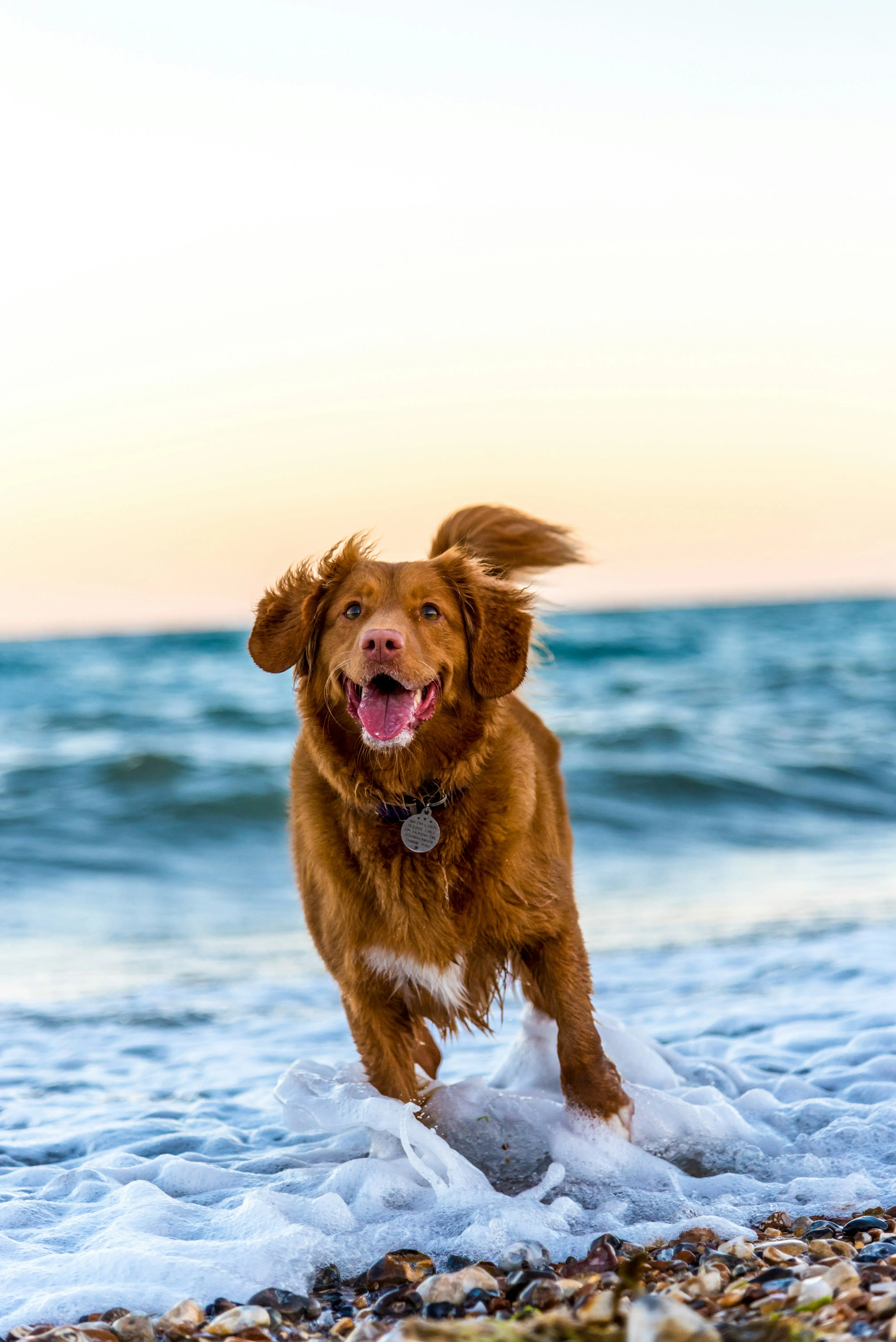 A dog running